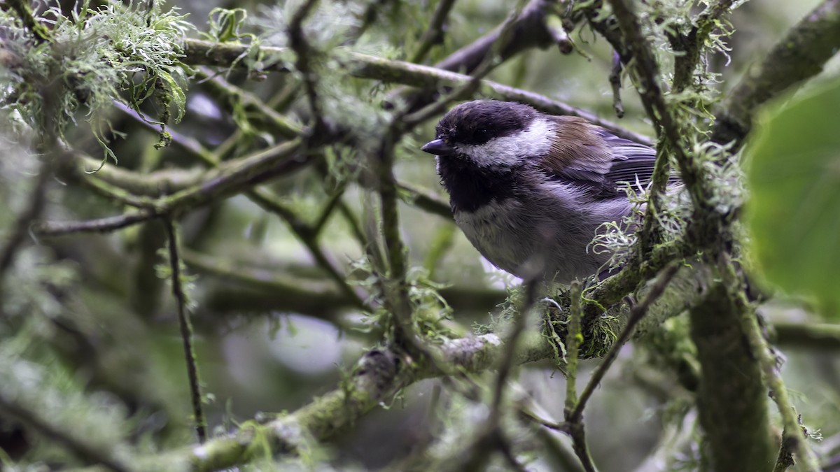 Chestnut-backed Chickadee - Robert Tizard