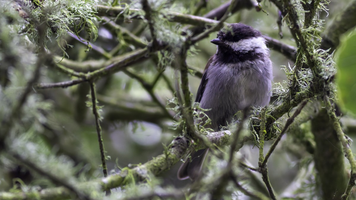 Chestnut-backed Chickadee - ML623739827