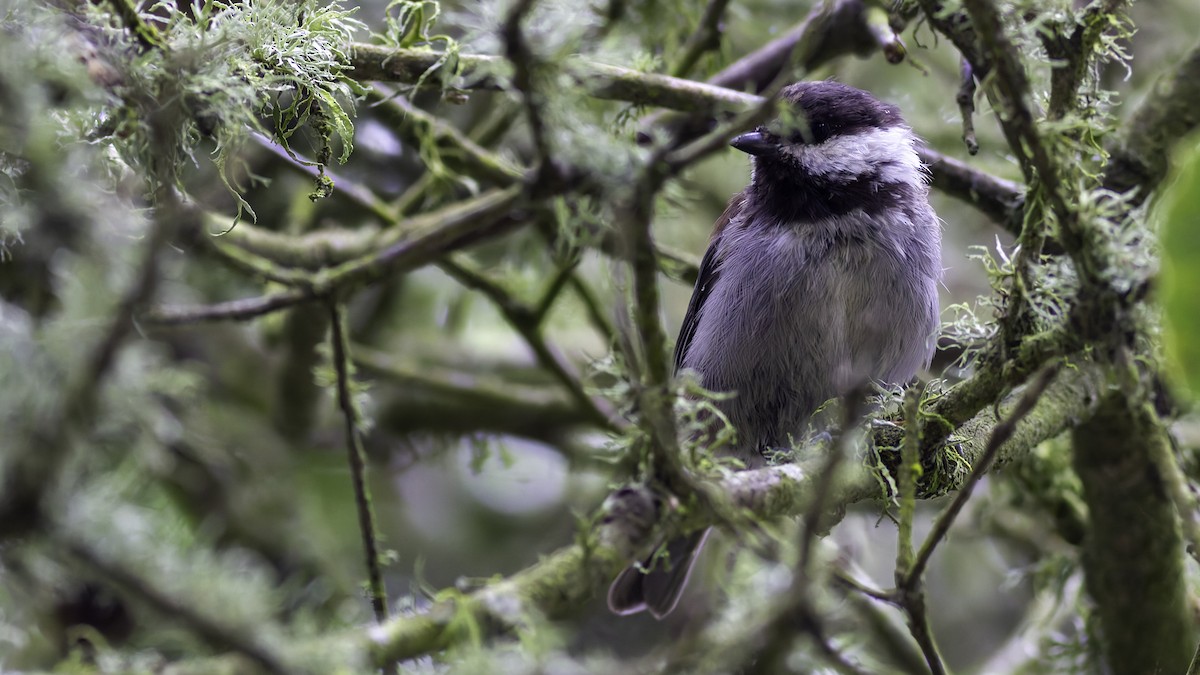 Chestnut-backed Chickadee - ML623739828