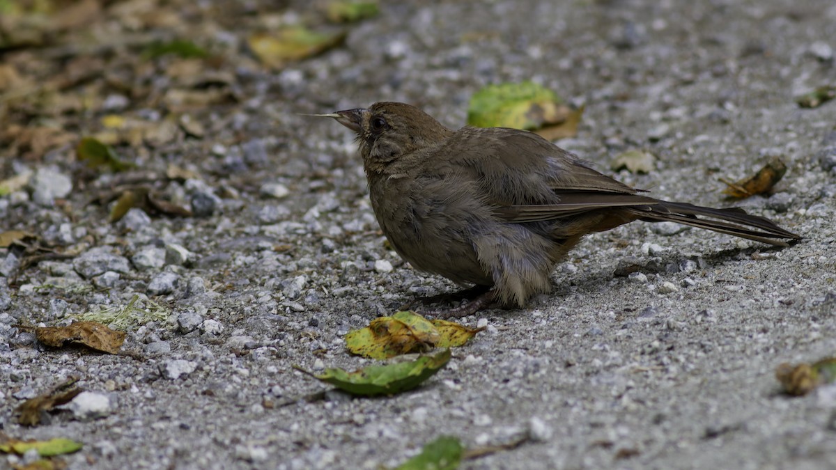 California Towhee - ML623739829