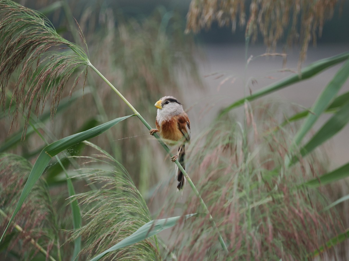 Reed Parrotbill - Yawei Zhang