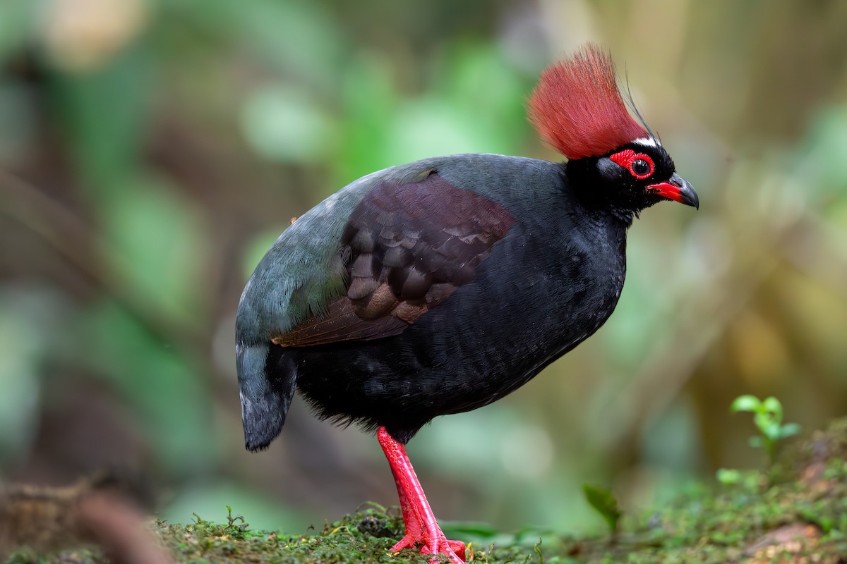 Crested Partridge - ML623739844