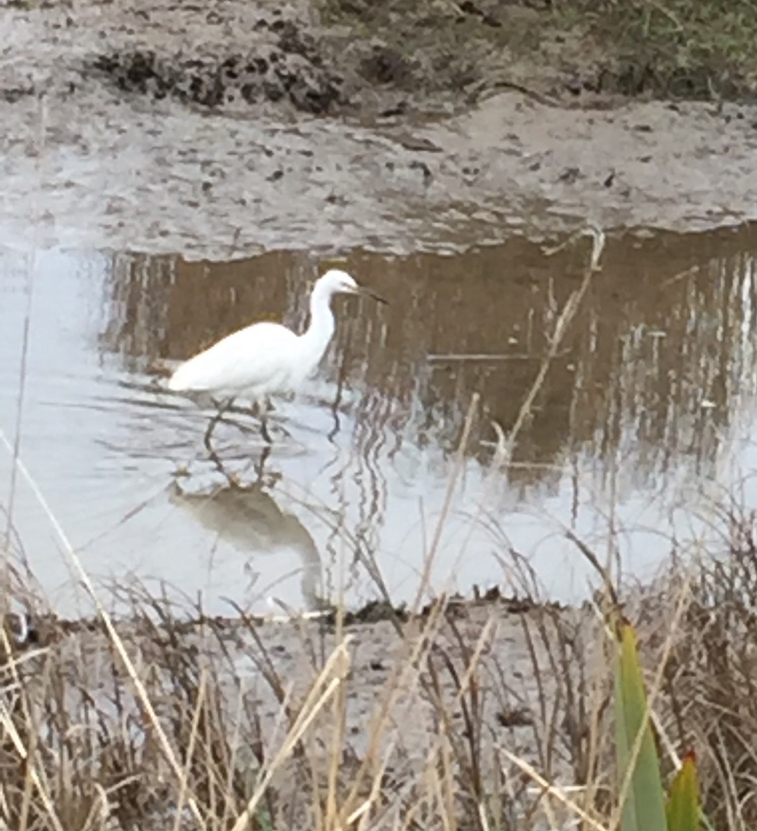 Little Egret - Bev Alexander