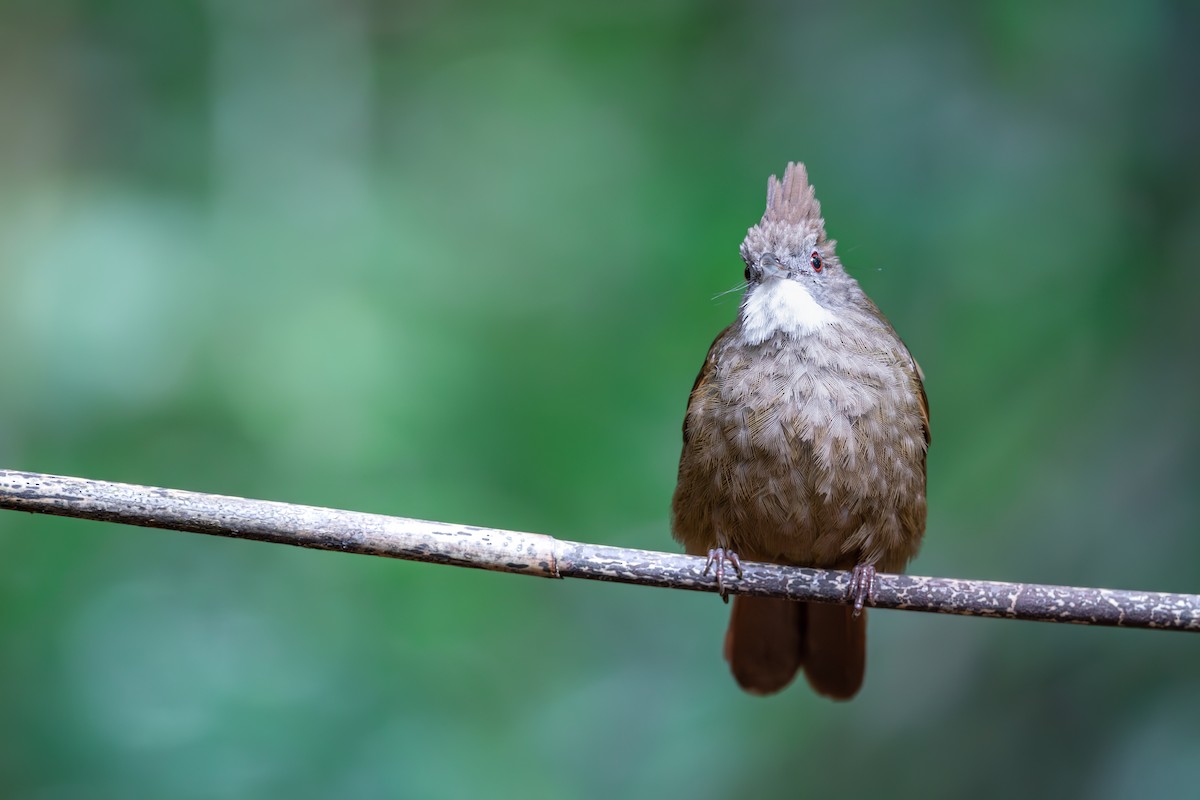 Penan Bulbul - ML623739918