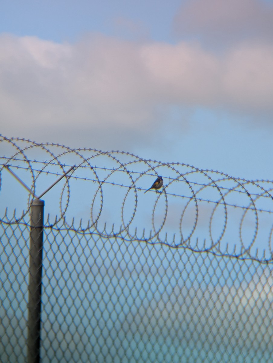 New Holland Honeyeater - ML623739925
