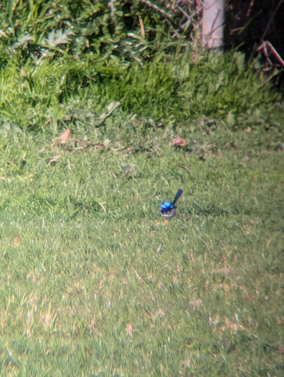 Superb Fairywren - ML623739930