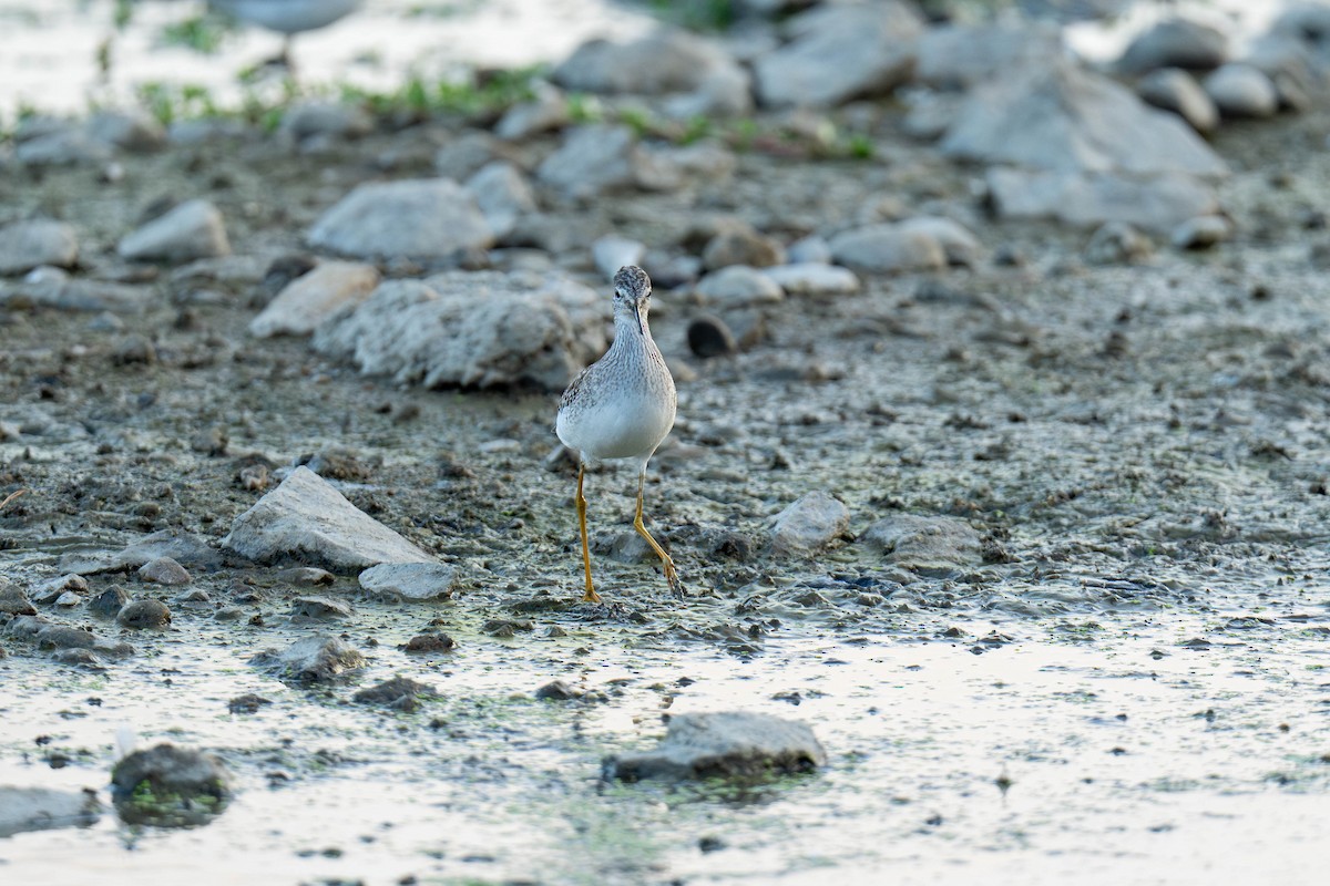 Greater Yellowlegs - ML623739934