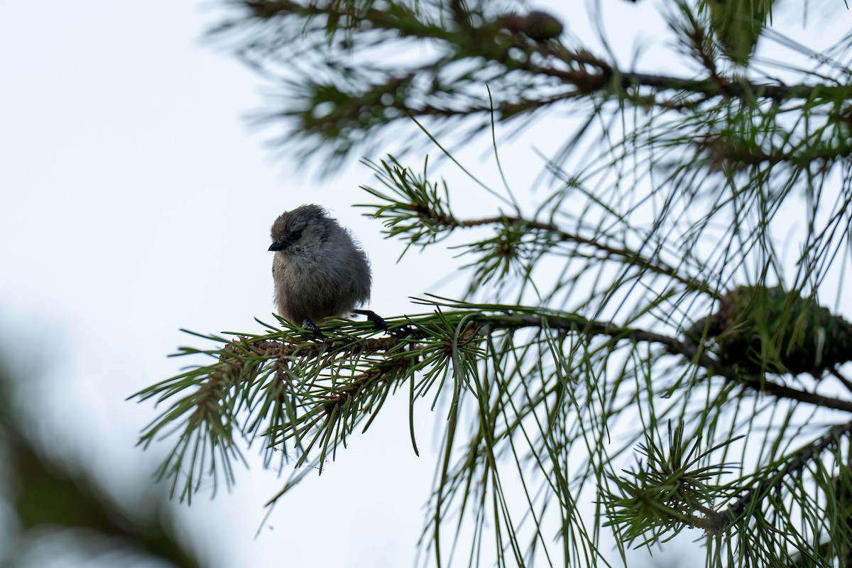 Bushtit - ML623739937