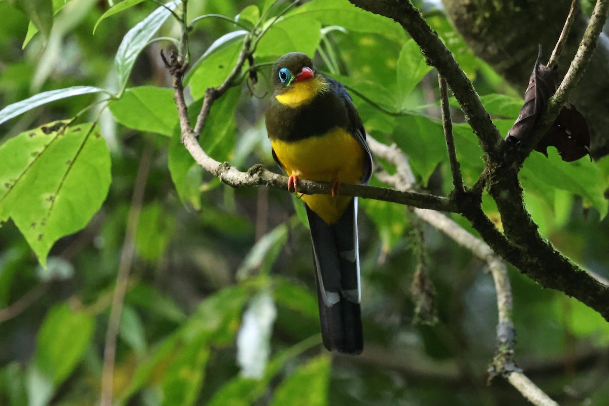 Sumatran Trogon - ML623739975