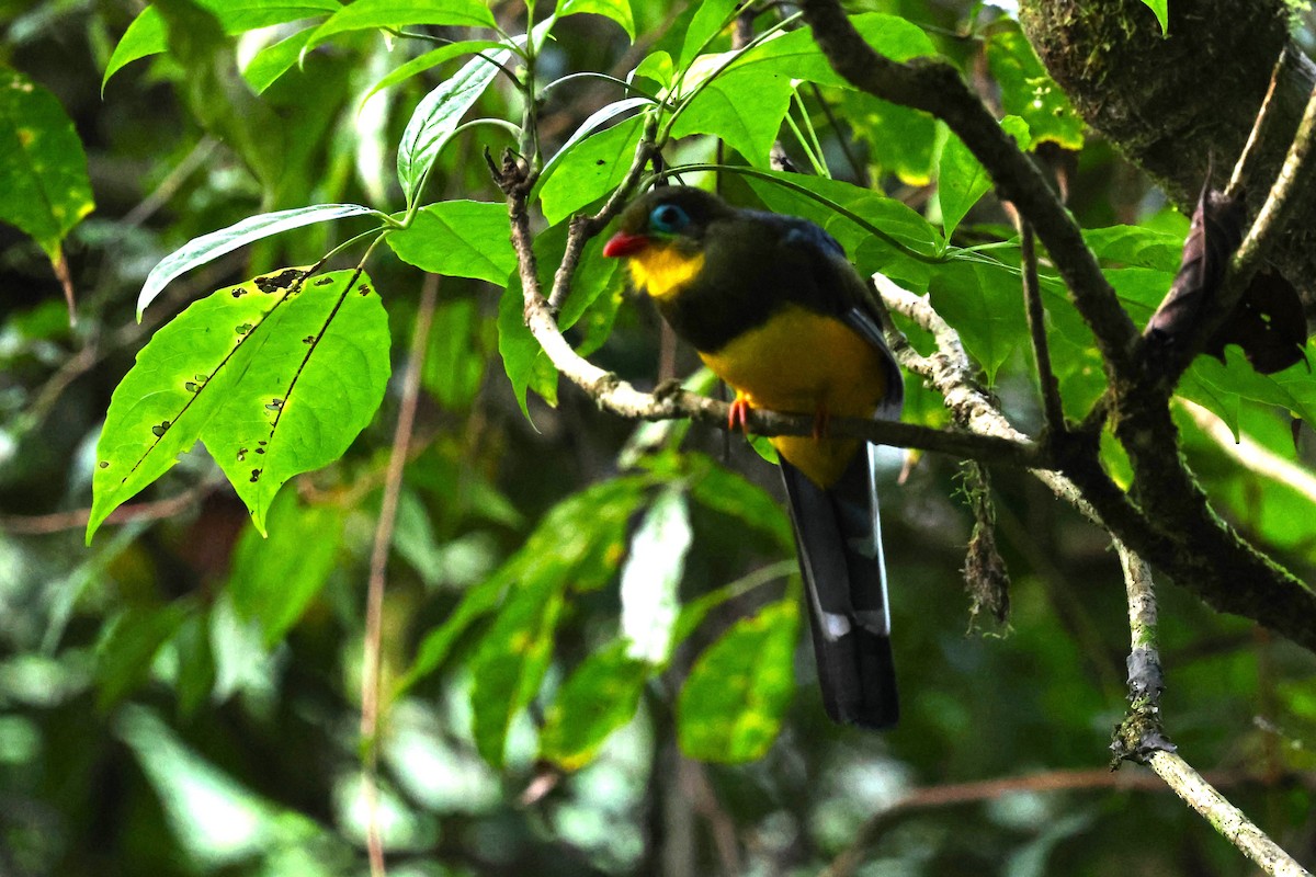 Sumatran Trogon - ML623739977