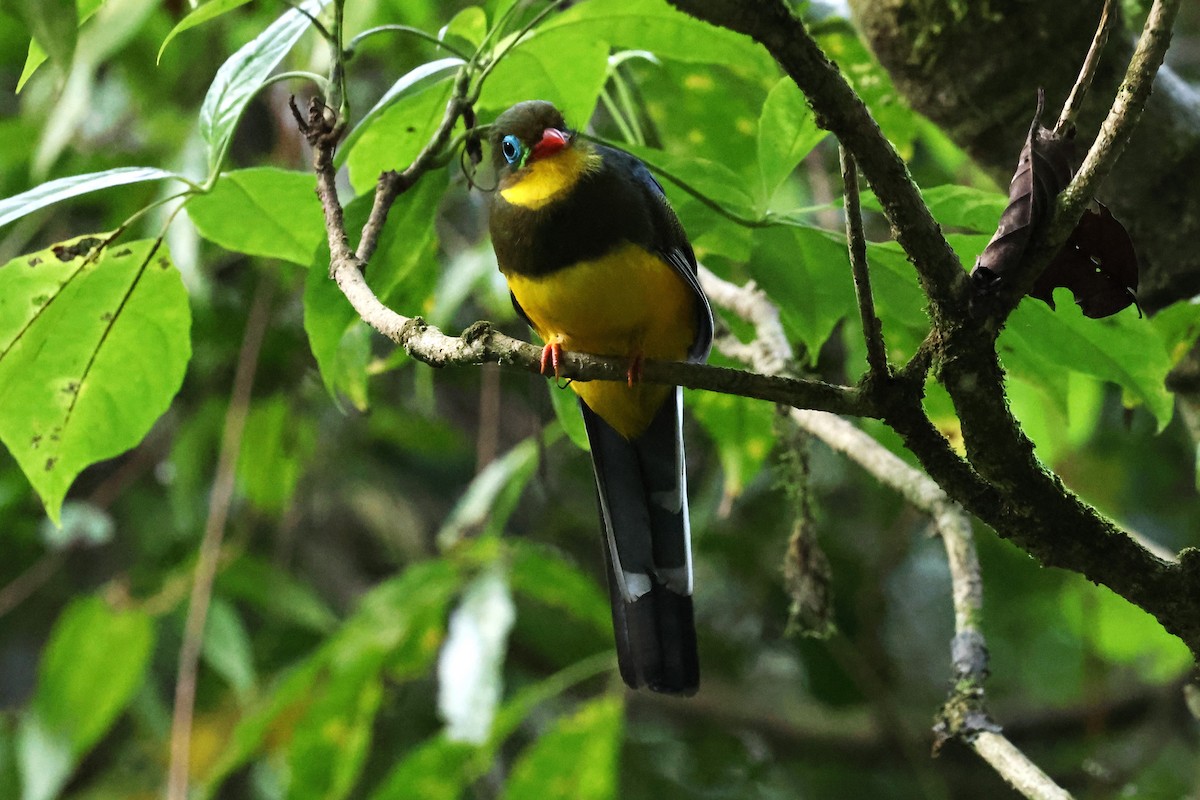 Sumatran Trogon - ML623739978