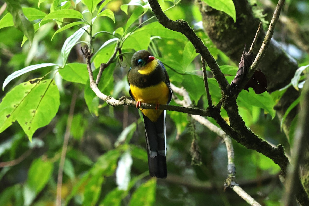 Sumatran Trogon - ML623739979