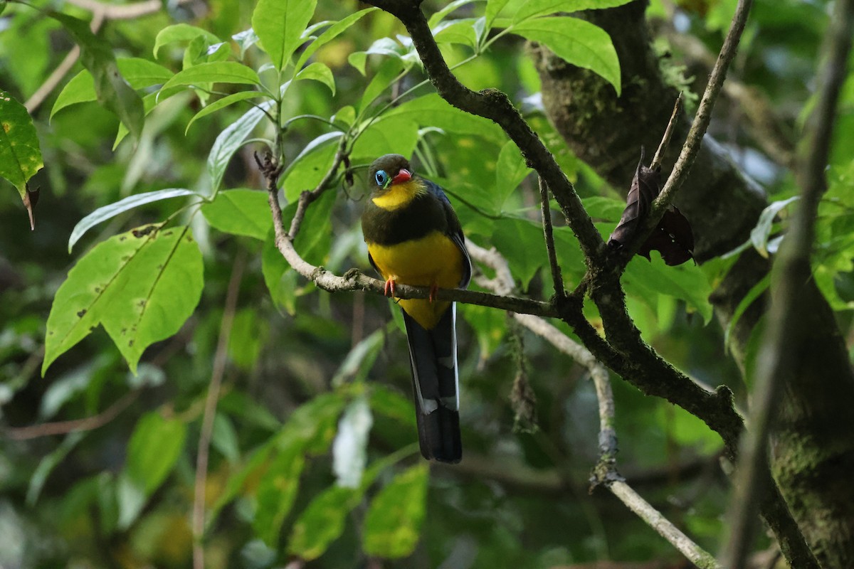 Sumatran Trogon - ML623739980