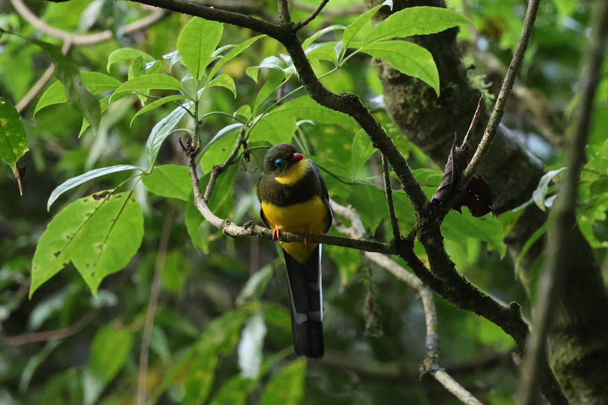 Sumatran Trogon - ML623739981