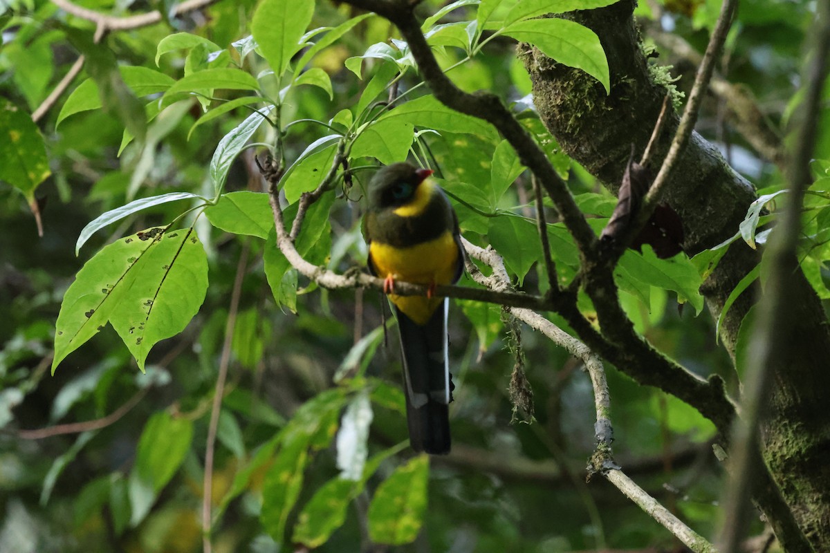 Sumatran Trogon - ML623739982