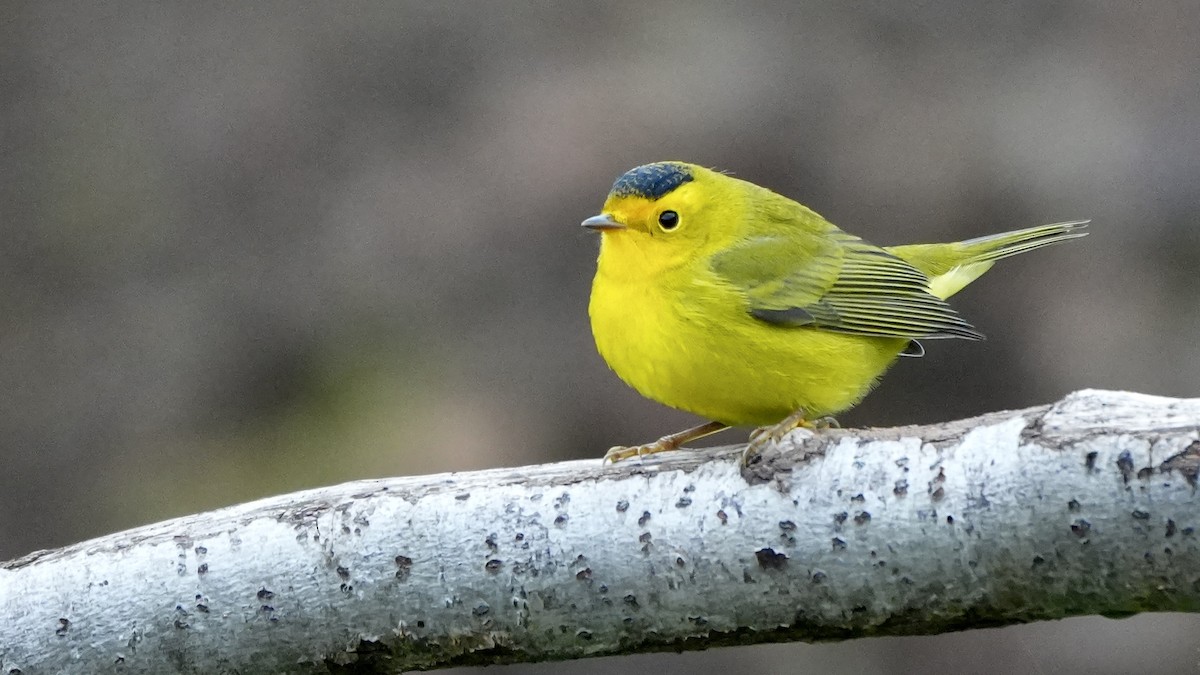 Wilson's Warbler - ML623739997