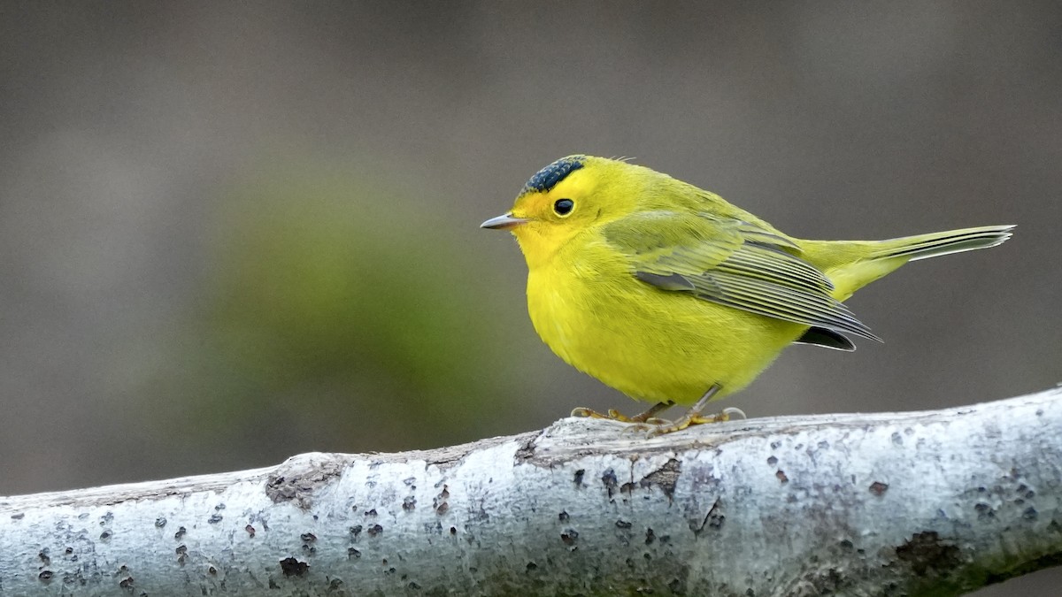 Wilson's Warbler - Luis Gles