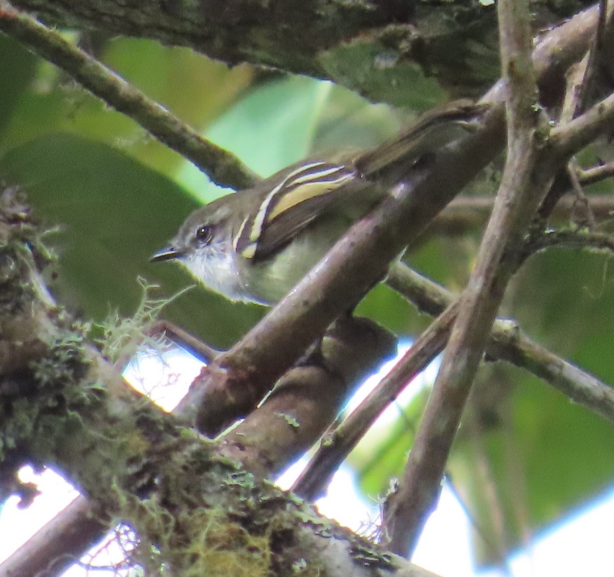 White-throated Tyrannulet - ML623740009