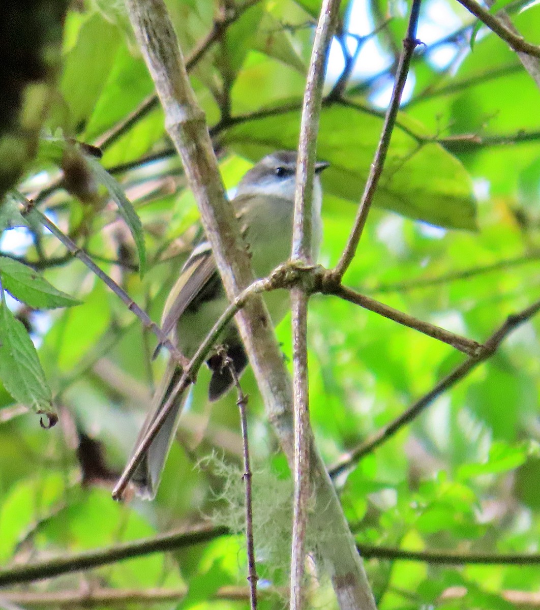 White-throated Tyrannulet - ML623740035