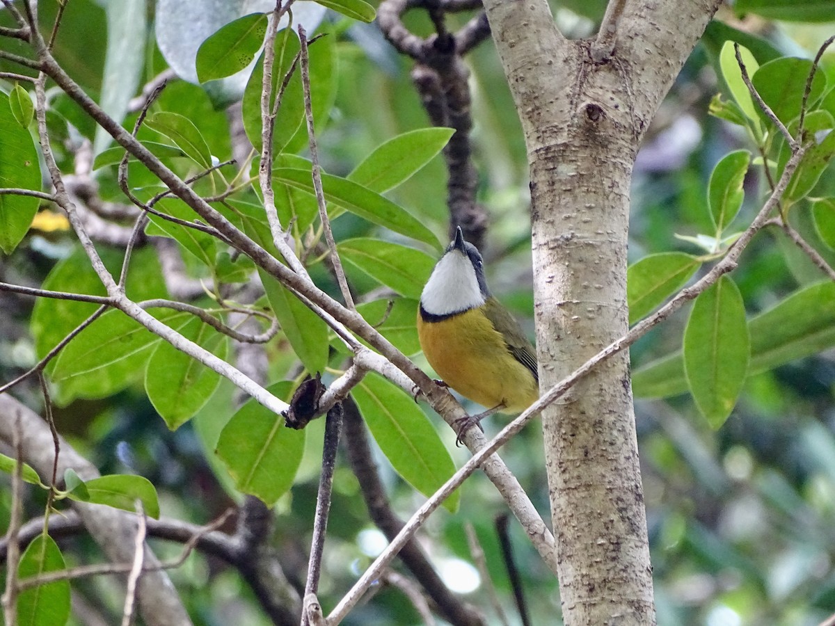 New Caledonian Whistler - ML623740036