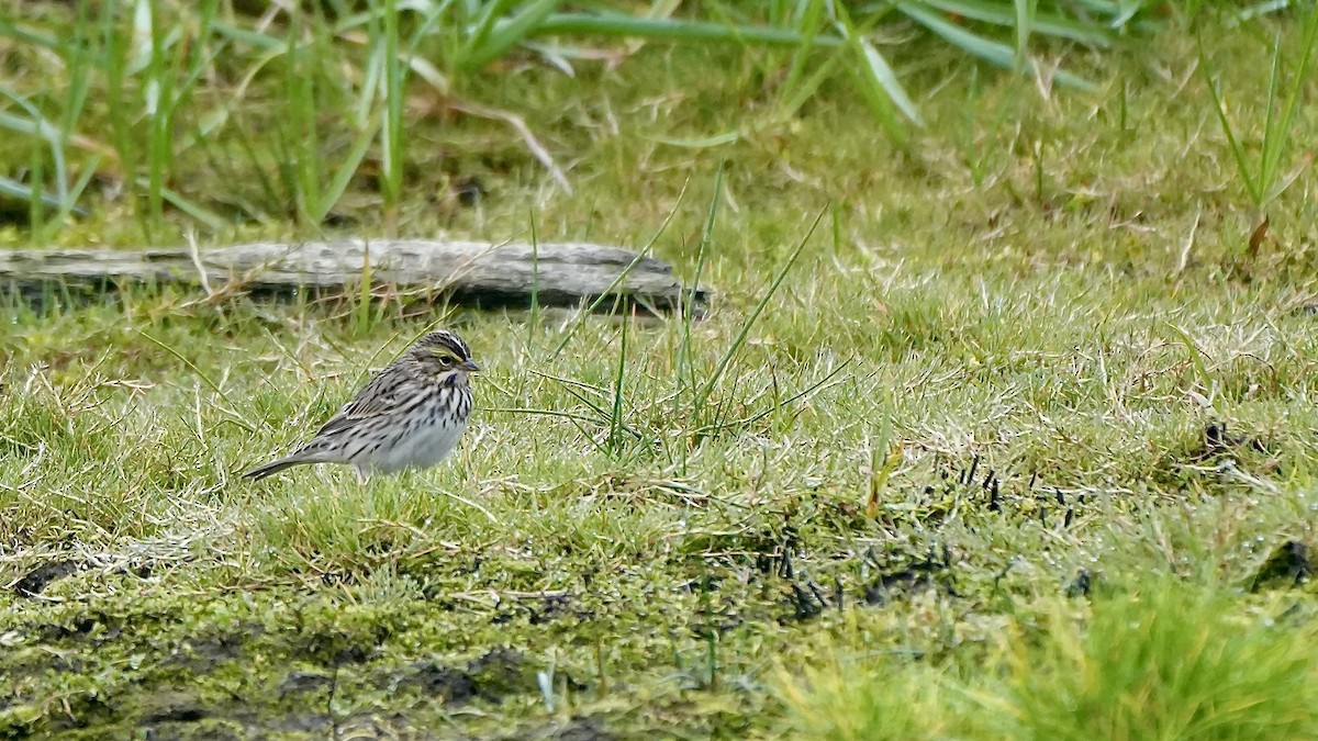 Savannah Sparrow - ML623740040