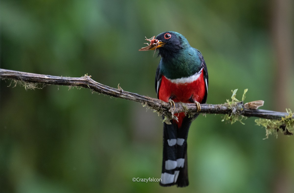 Trogon masqué - ML623740056