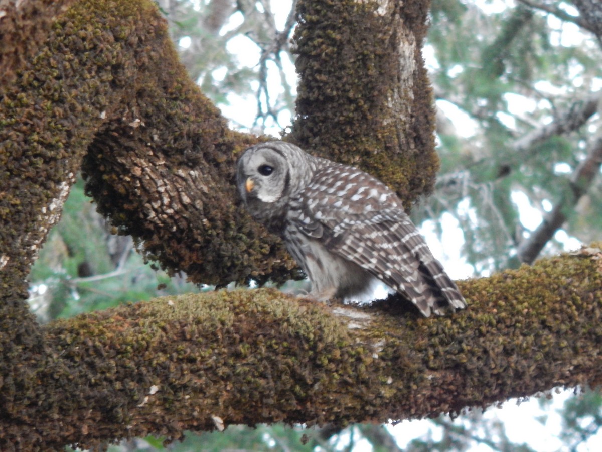 Barred Owl - Lori Lee