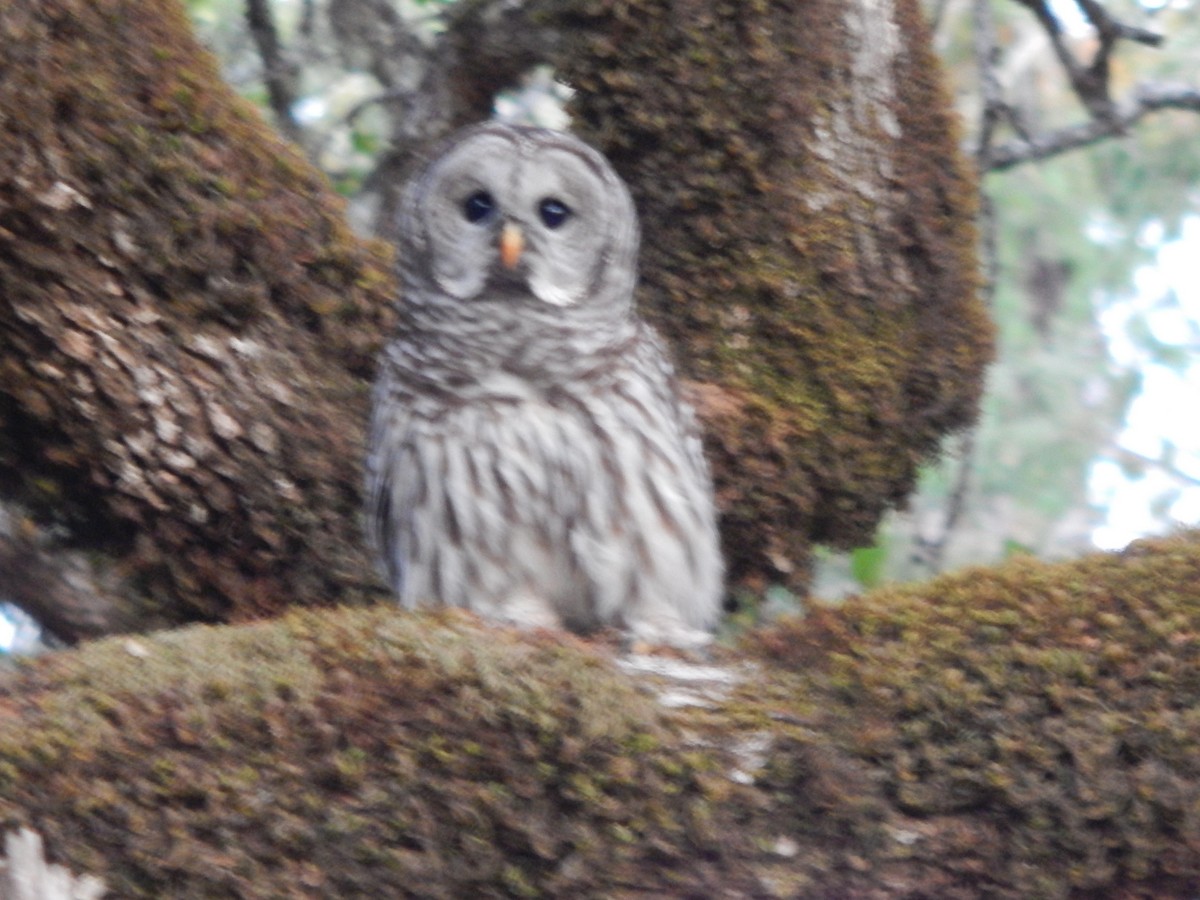 Barred Owl - ML623740058