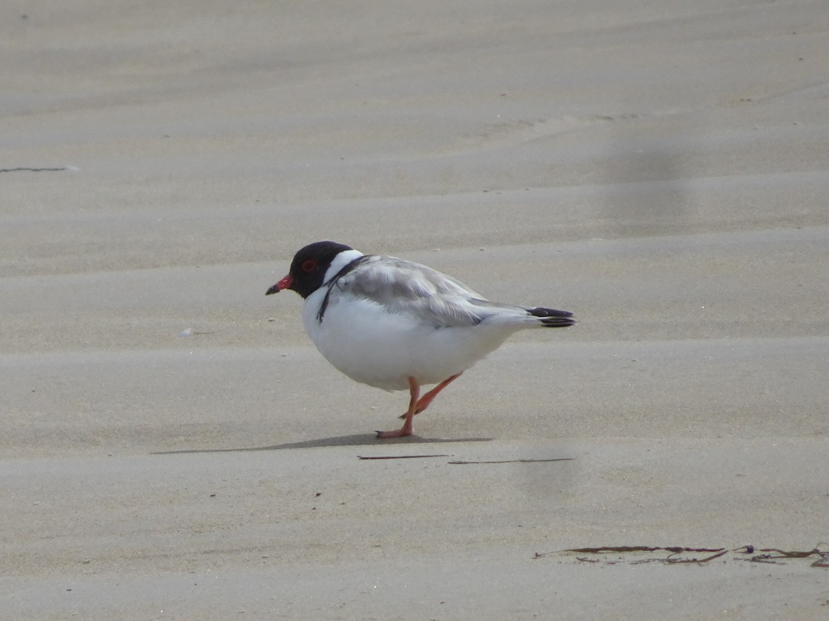 Hooded Plover - ML623740060