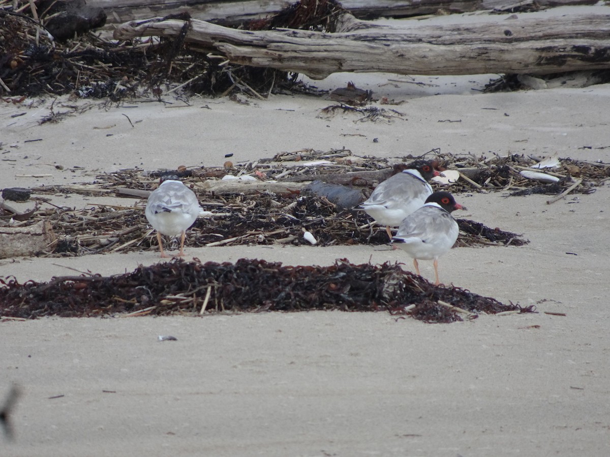 Hooded Plover - ML623740061