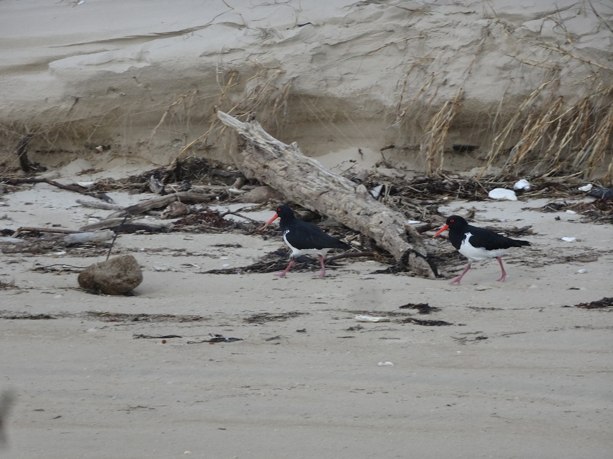 Pied Oystercatcher - ML623740063