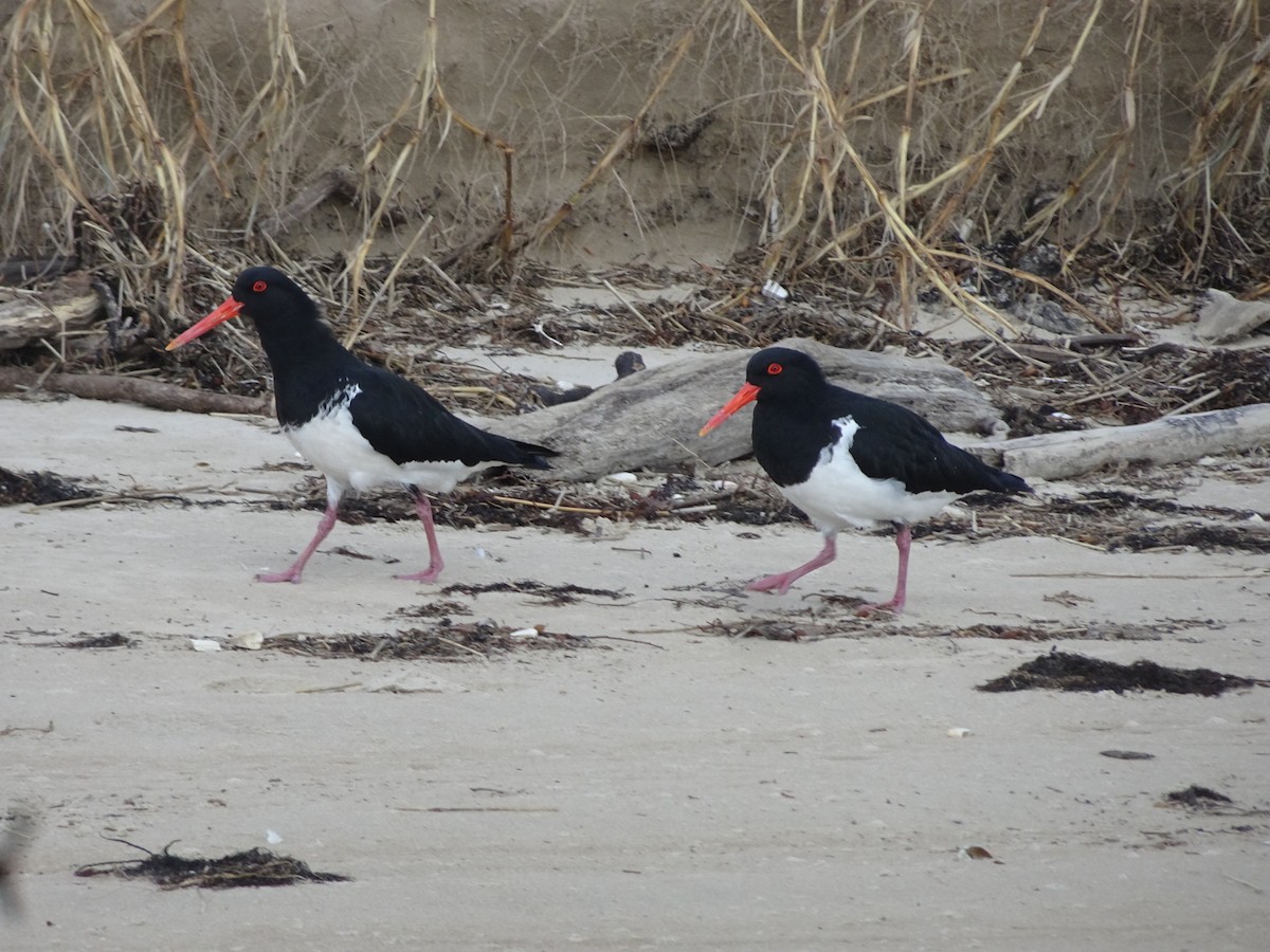 Pied Oystercatcher - ML623740064
