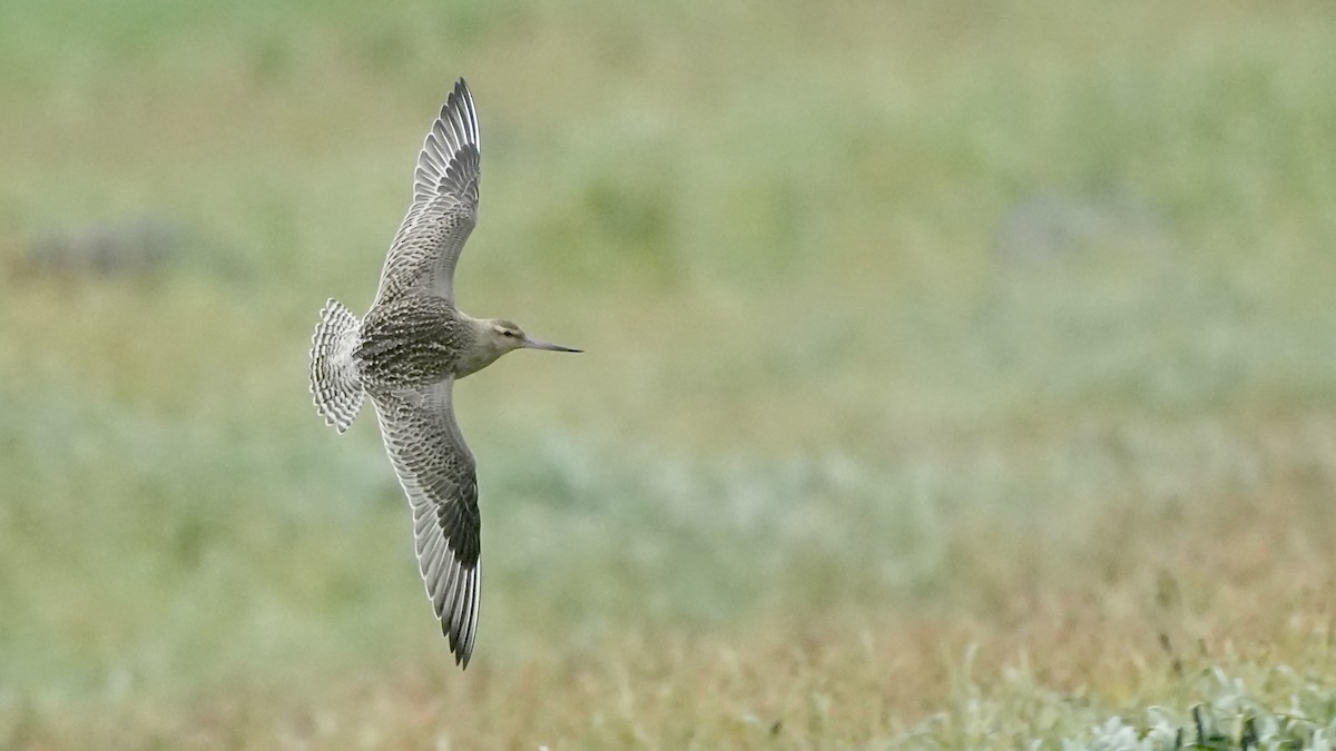 Bar-tailed Godwit - Luis Gles