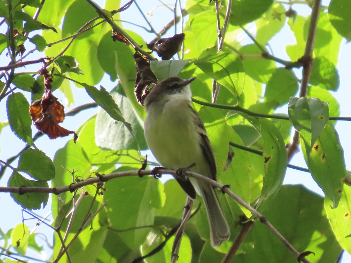 White-throated Tyrannulet - ML623740070