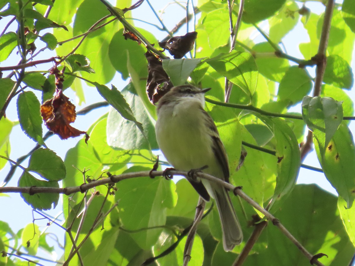 White-throated Tyrannulet - ML623740071