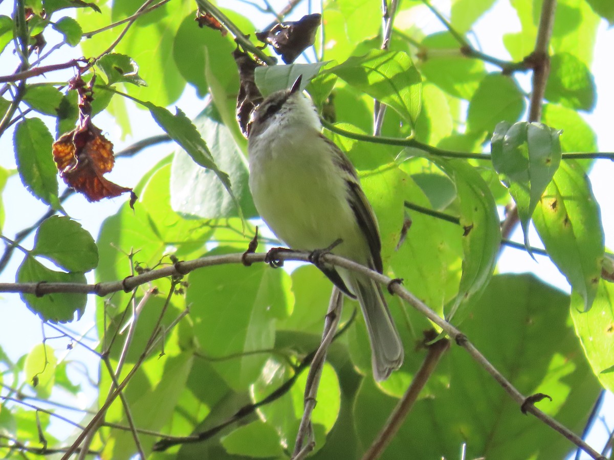 White-throated Tyrannulet - ML623740072