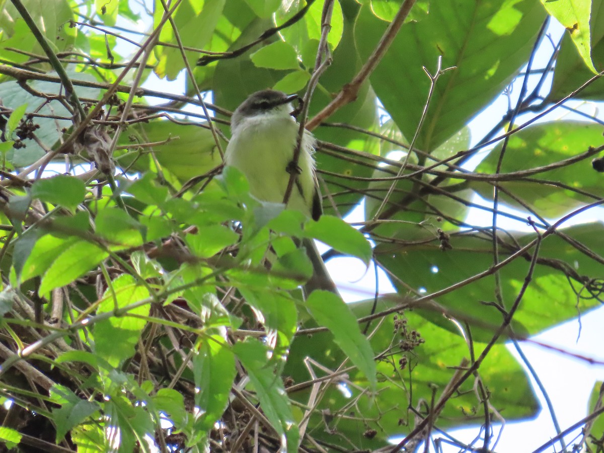 White-throated Tyrannulet - ML623740073