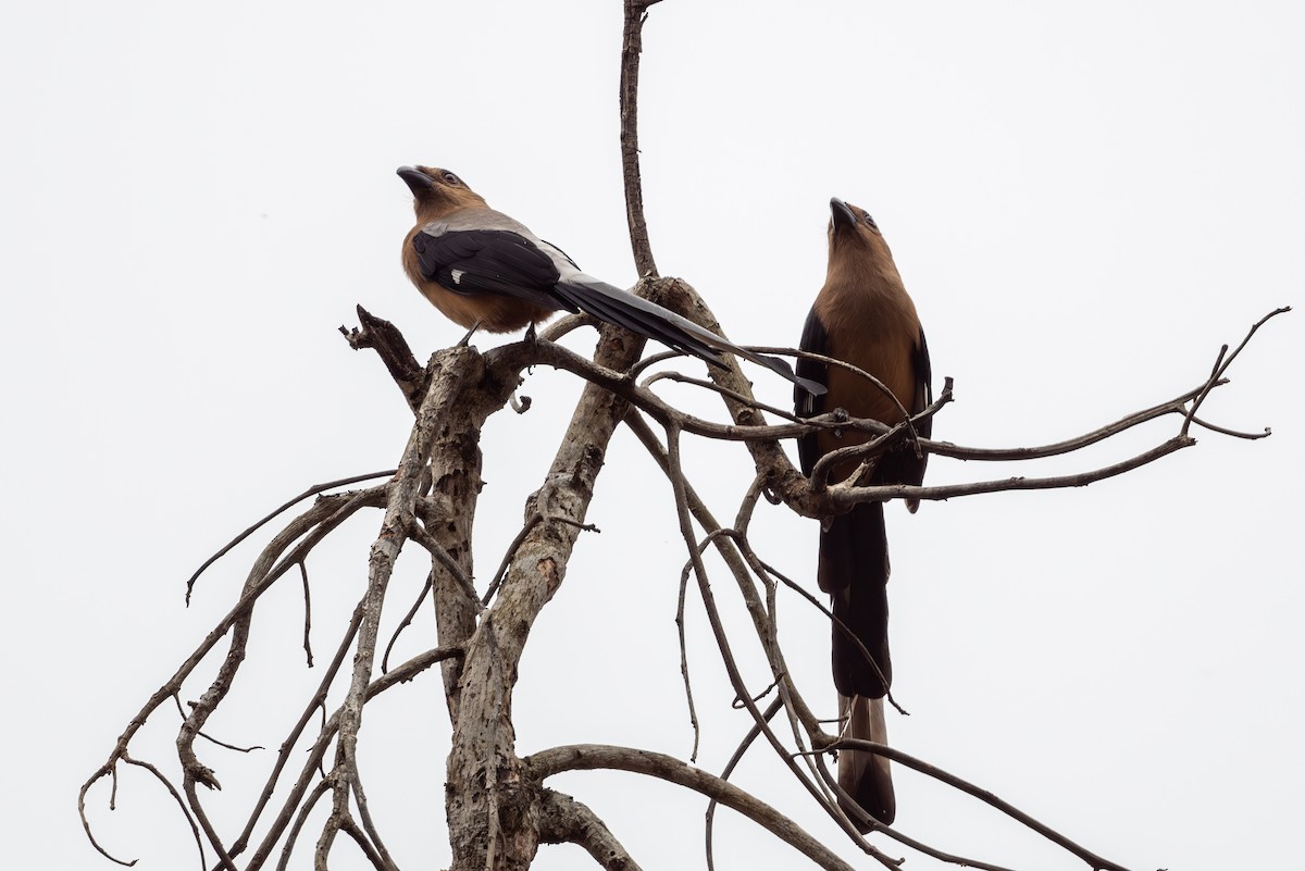 Bornean Treepie - ML623740084