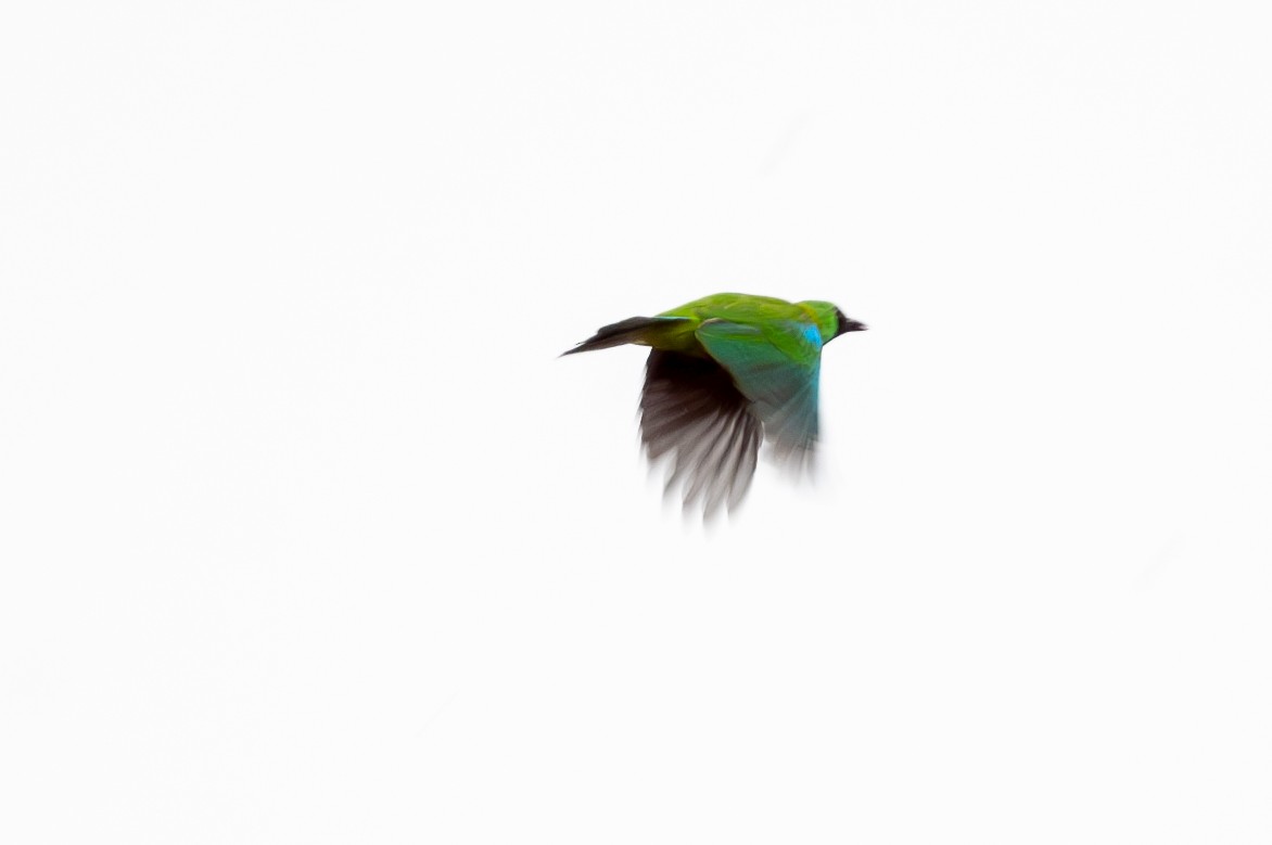 Bornean Leafbird - ML623740093