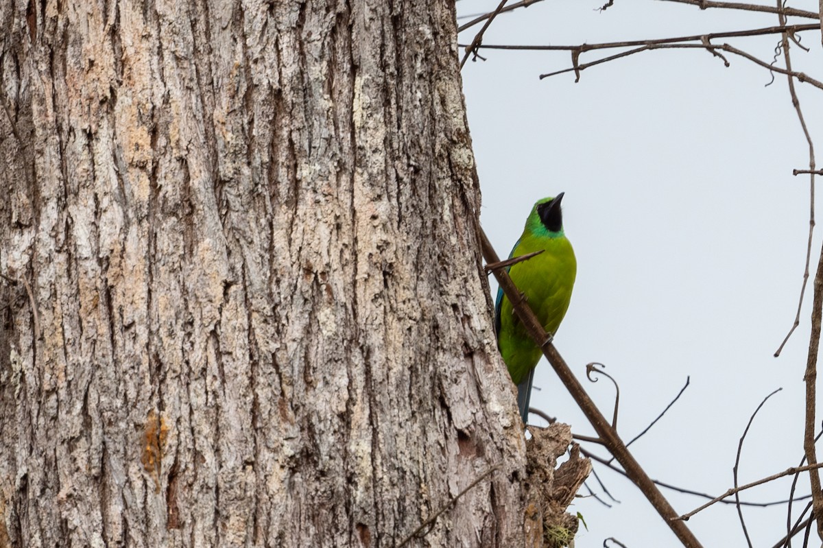 Bornean Leafbird - ML623740095