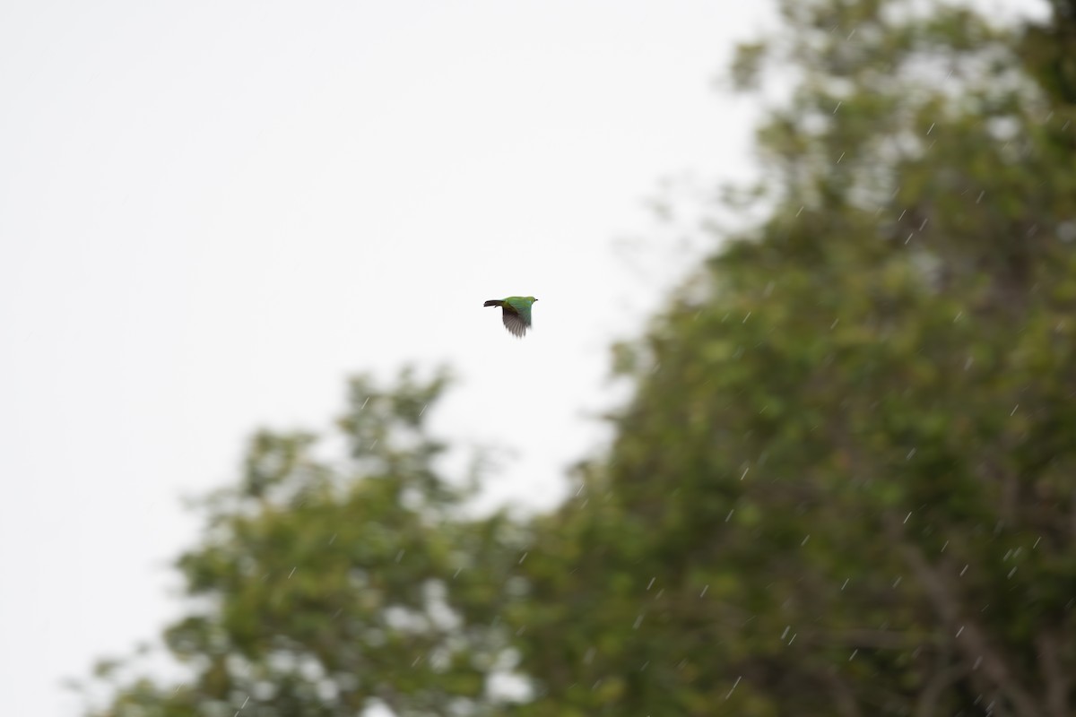 Bornean Leafbird - ML623740096