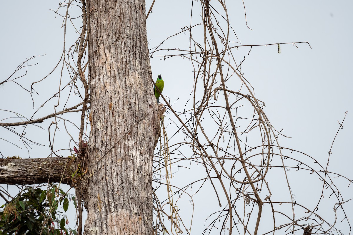 Bornean Leafbird - ML623740097