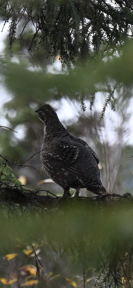 Spruce Grouse - ML623740180