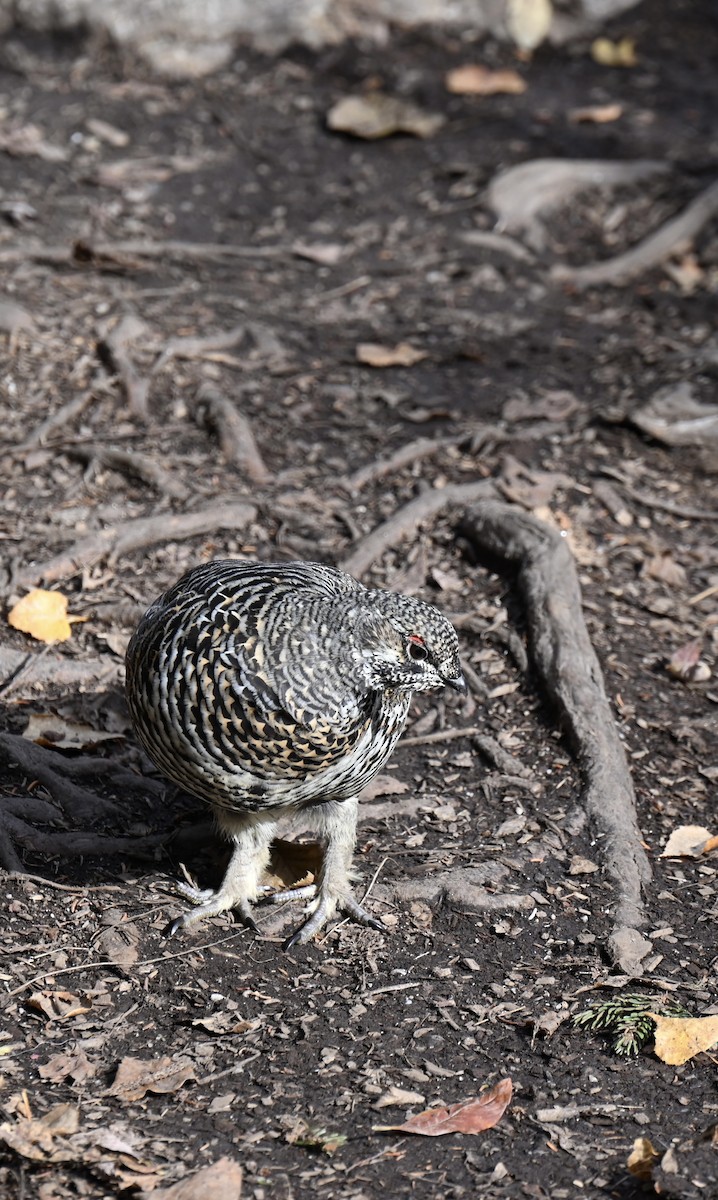 Spruce Grouse - ML623740182