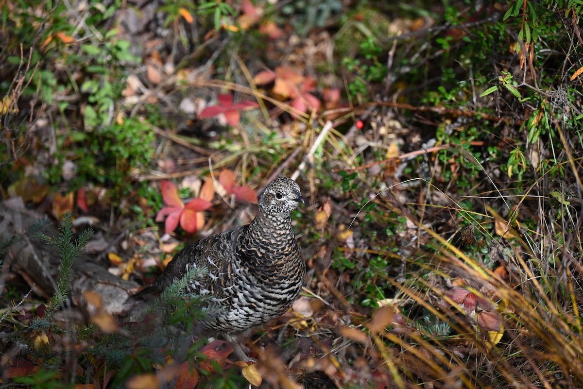 Spruce Grouse - ML623740198