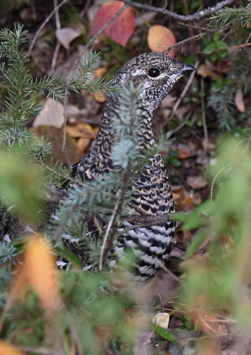 Spruce Grouse - C Gross