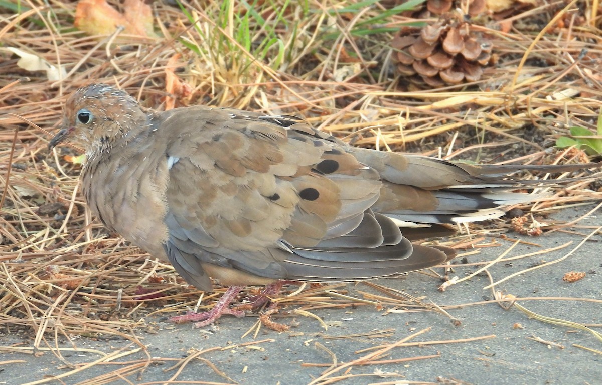 Mourning Dove - ML623740381