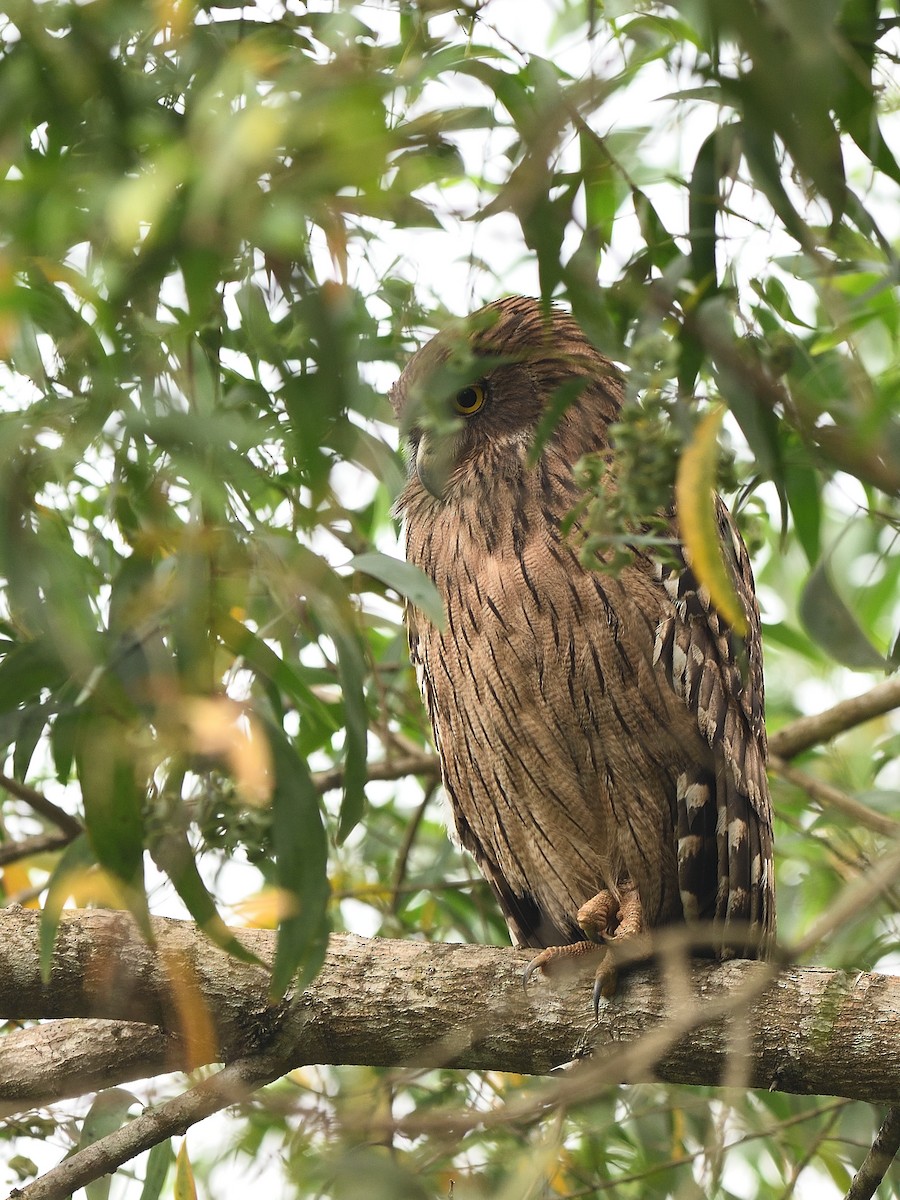 Brown Fish-Owl - ML623740386