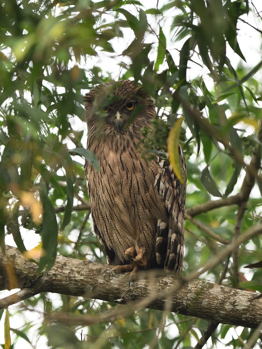 Brown Fish-Owl - ML623740387