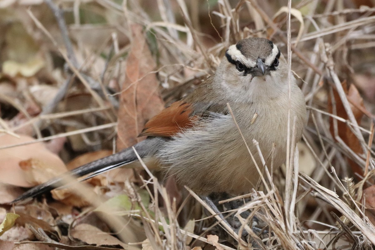 Brown-crowned Tchagra - ML623740390